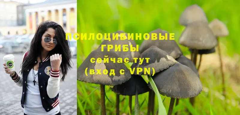 Псилоцибиновые грибы Psilocybe  Ахтырский 